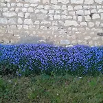 Fleur Du Soleil *