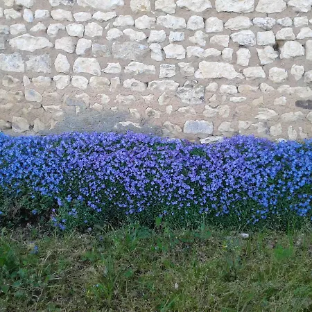 Fleur Du Soleil *